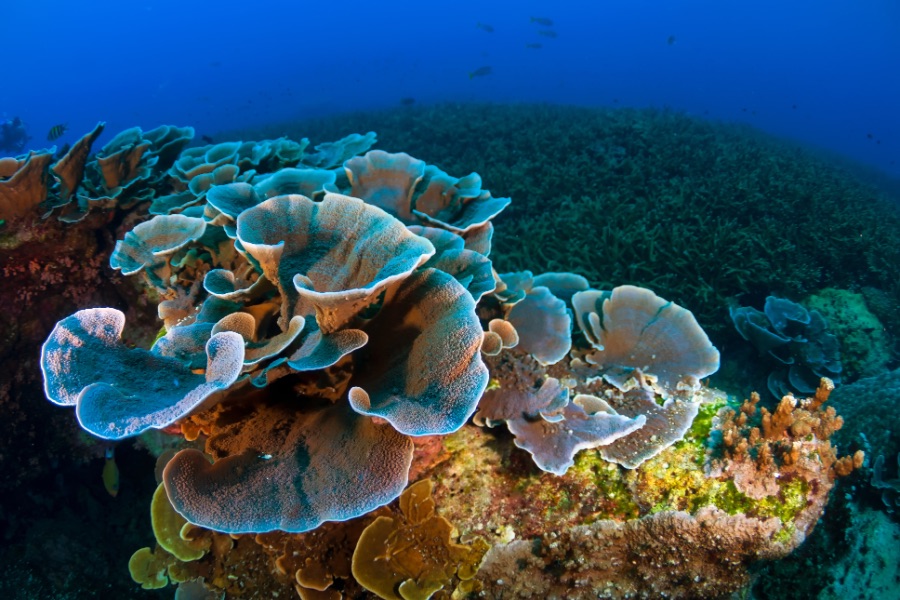 Coral Island, underwater
