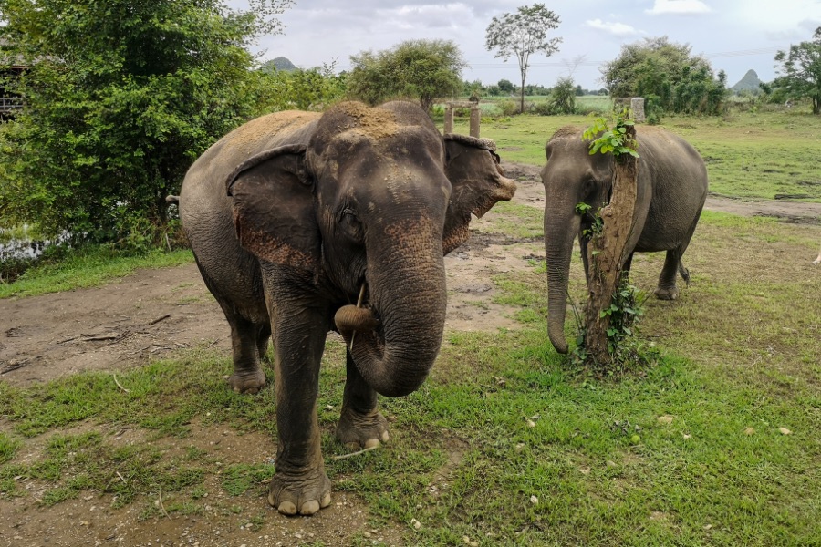 Elephants World Kanchanaburi.