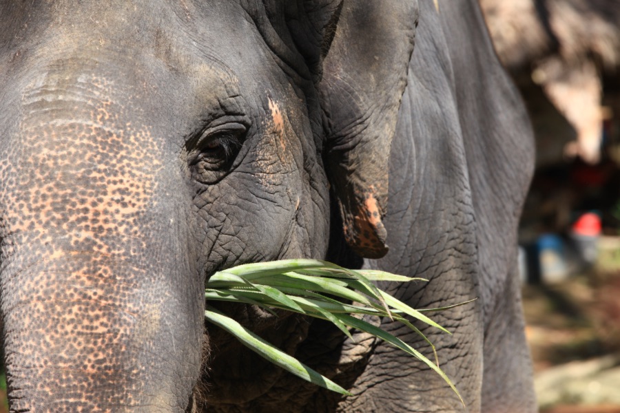 Feeding elephants