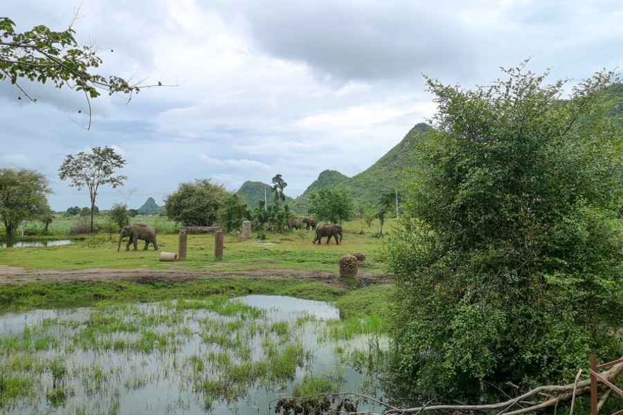Kanchanaburi elephants world