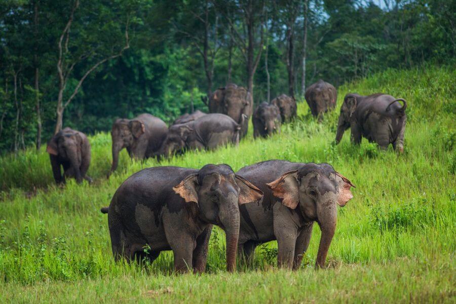 Dag 2: Khao Yai National Park