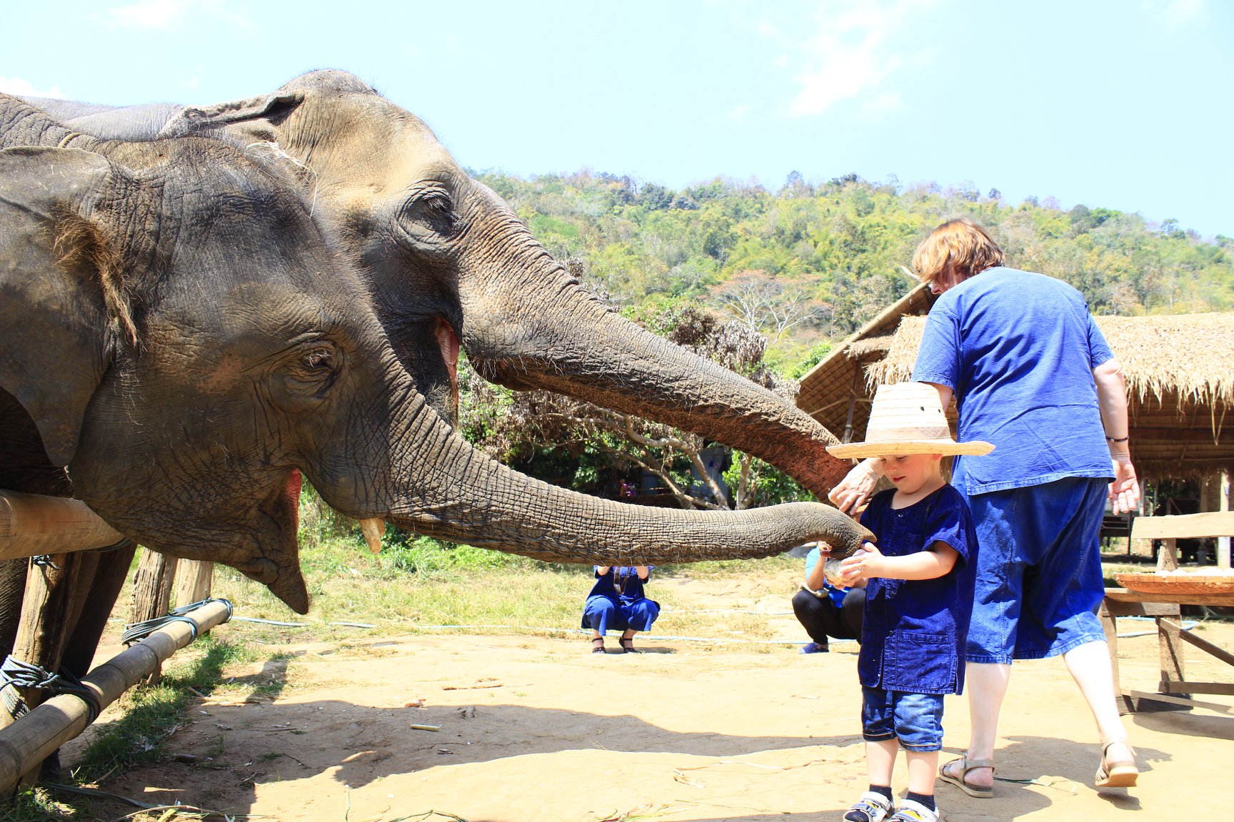 Elephant Keeper at Eco-Project