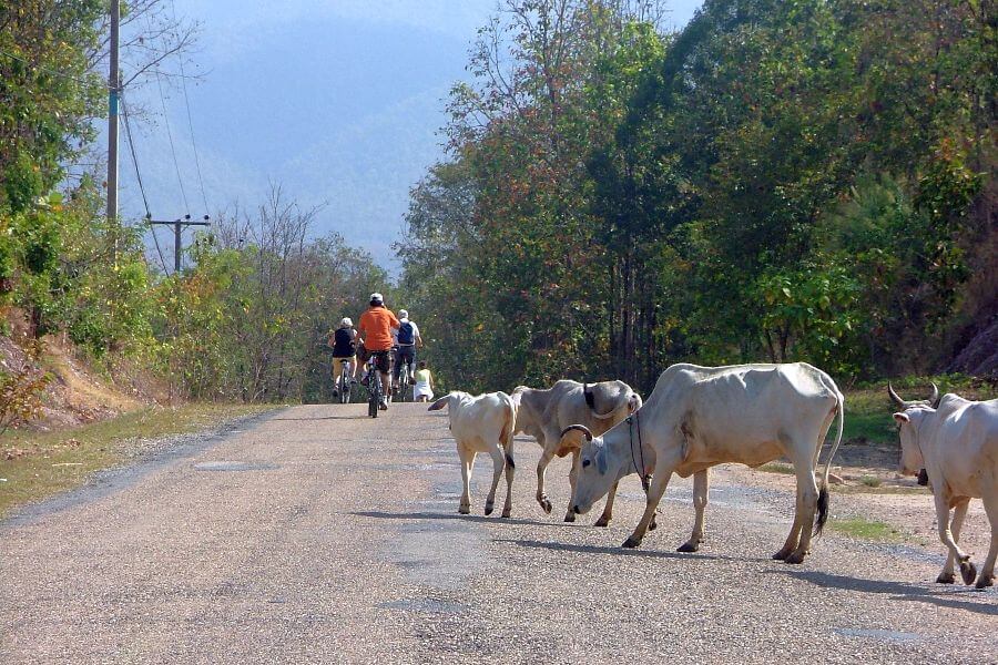 Thailand Chiang Mai Fietstour Fietsen koeien