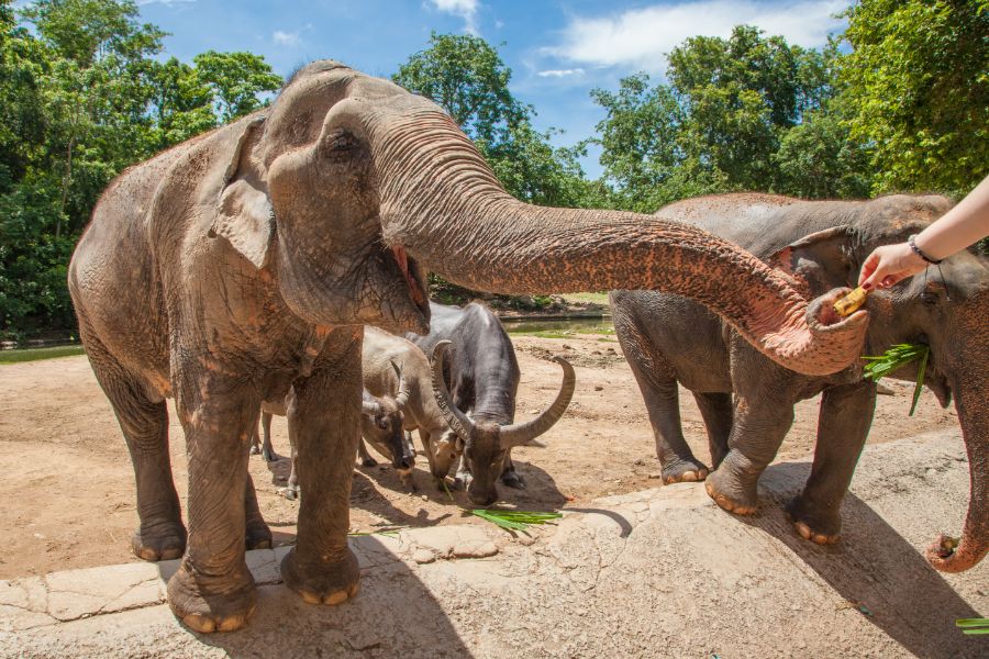 Thailand Chiang Mai Olifant voeden