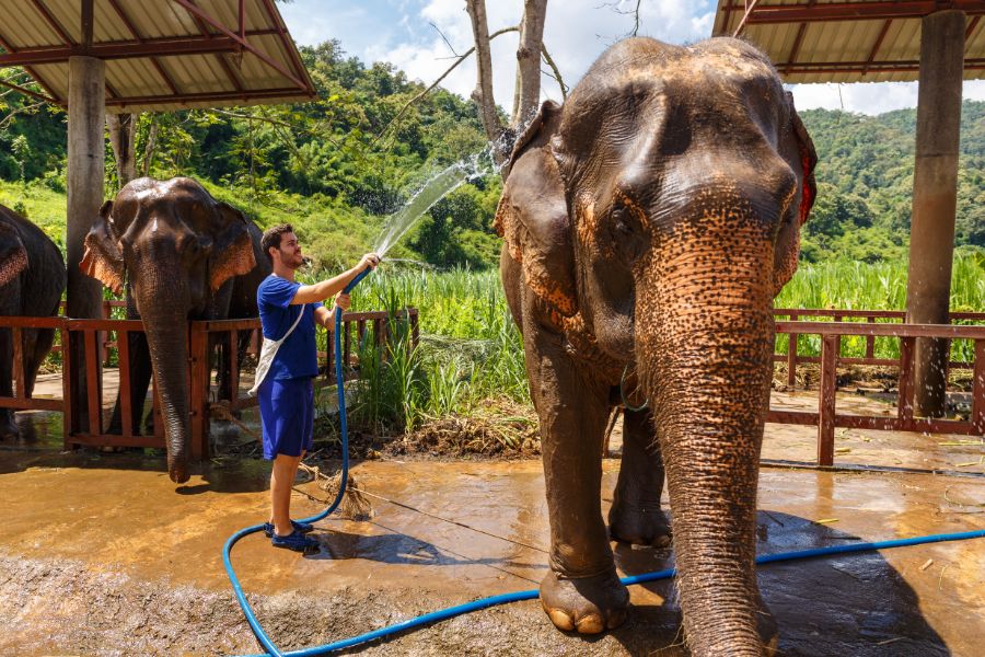 Thailand Chiang Mai Olifant wassen