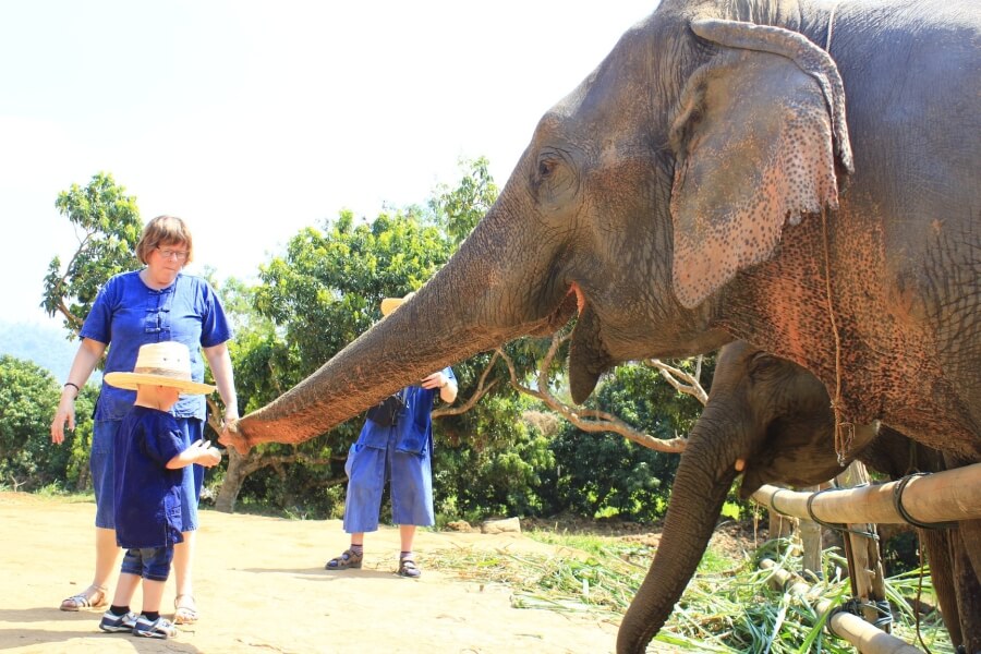 Thailand Chiang Mai Olifanten trainer voor 1 dag 05