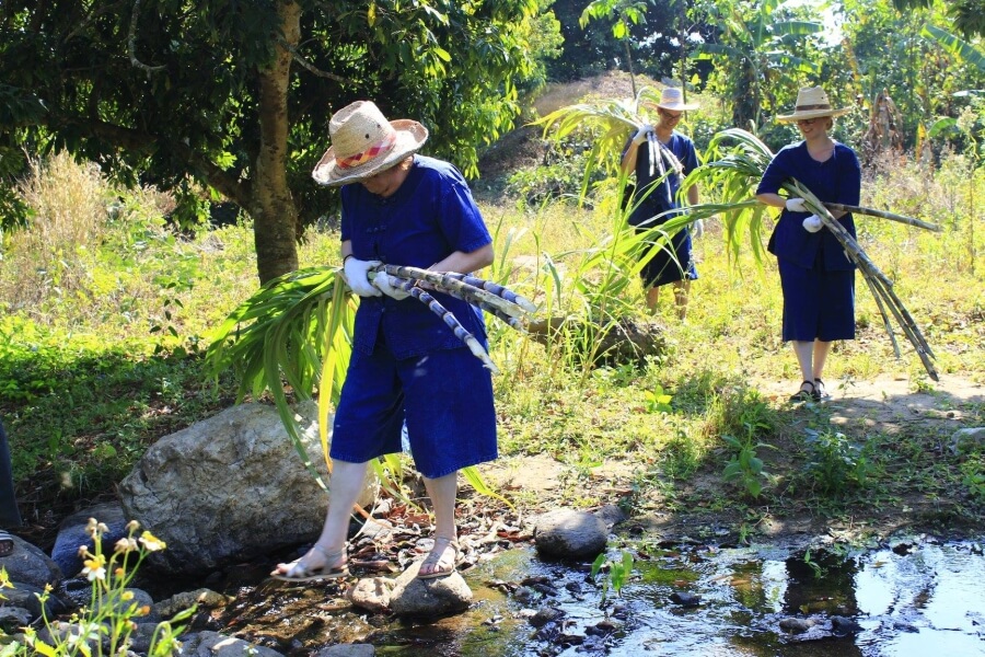 Thailand Chiang Mai Olifanten trainer voor 1 dag 06