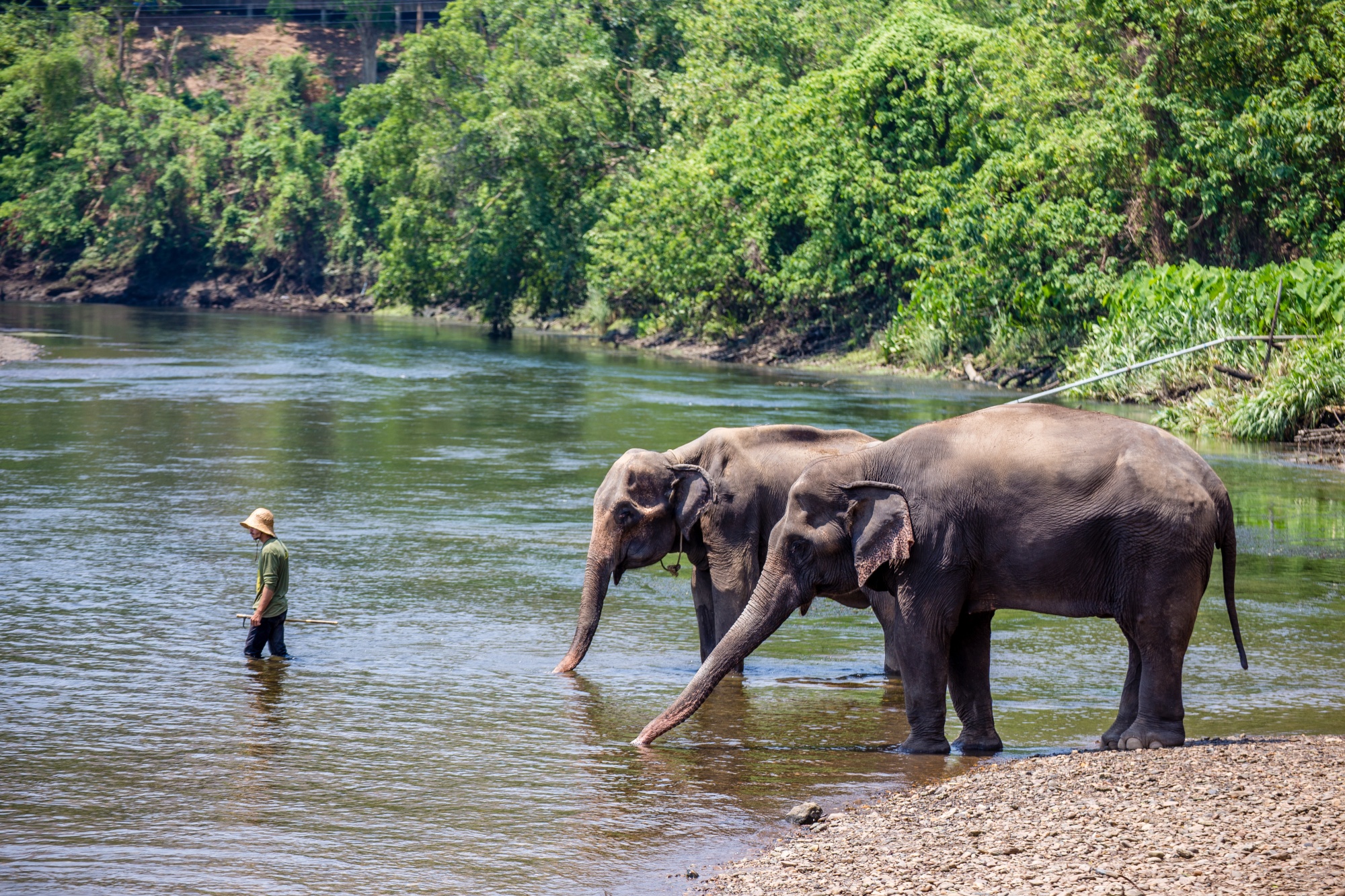 Gerelateerde tour Elephants World Kanchanaburi