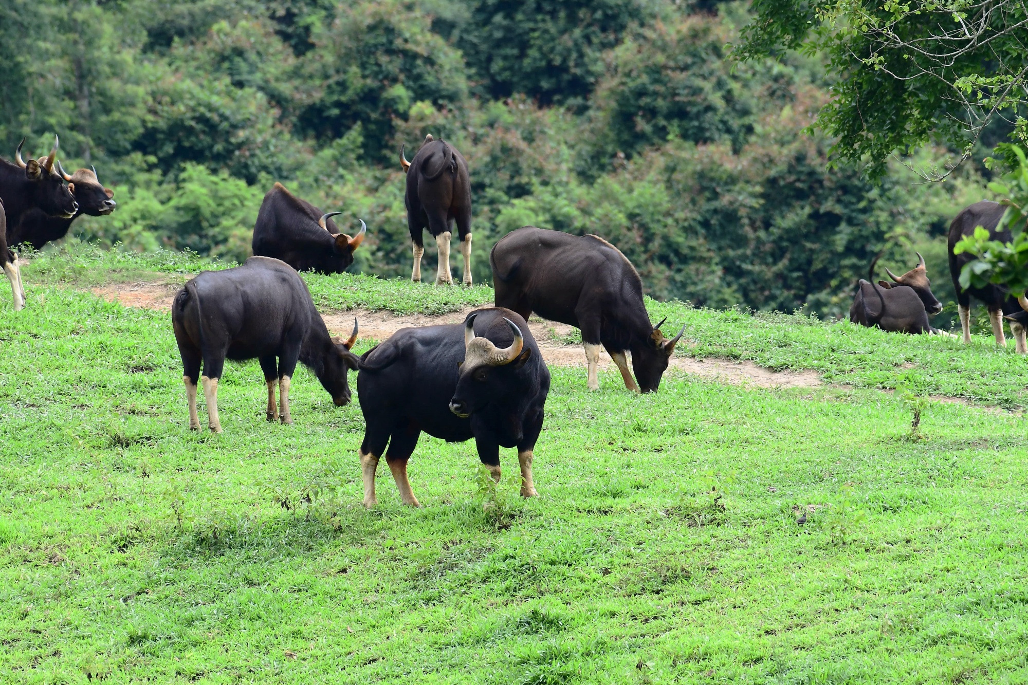 Wild,Gaur,On,A,Hill,In,A,Green,Meadow,At