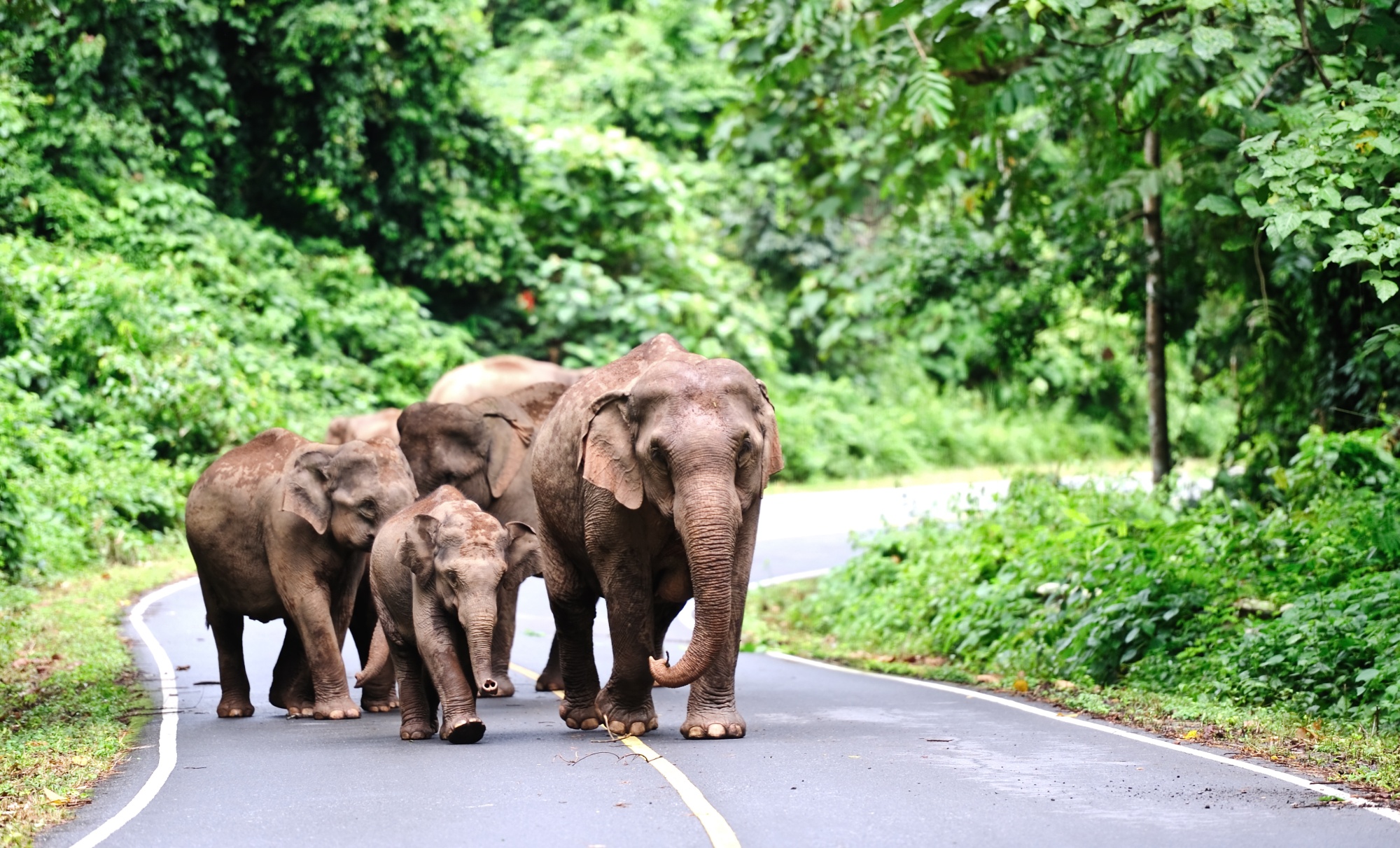 Family,Of,Asian,Elephant,In,Khao,Yai,National,Park,thailand