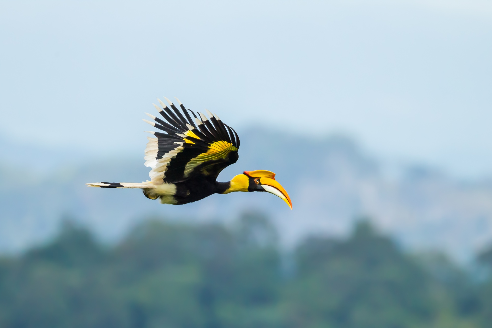 Great,Hornbill,(buceros,Bicornis),Flying,In,Nature,At,Khao,Yai
