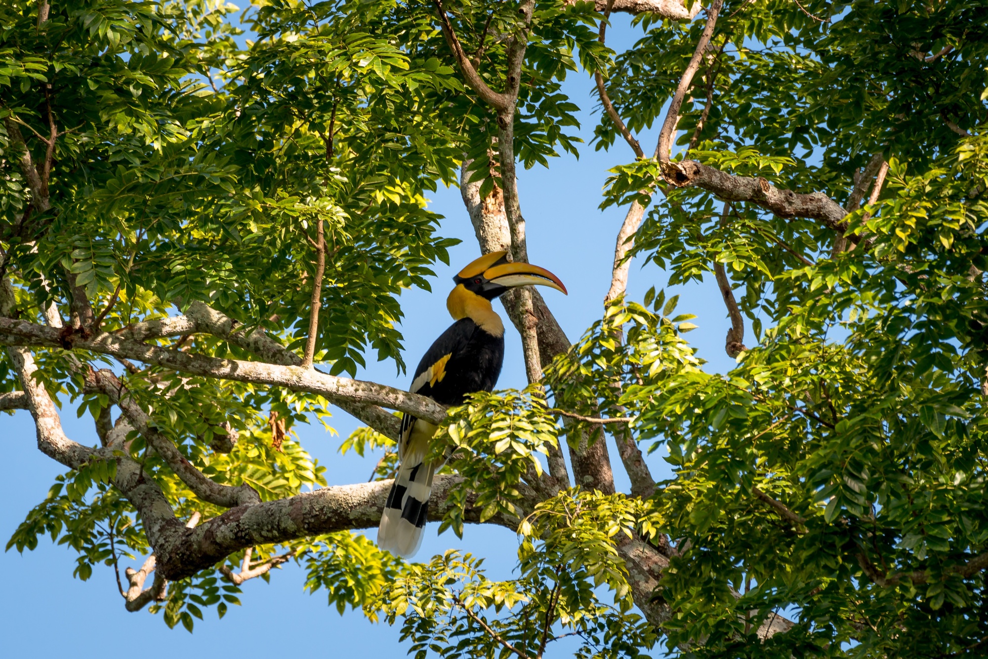 Great,Hornbill,At,Khao,Yai,National,Park,,Thailand
