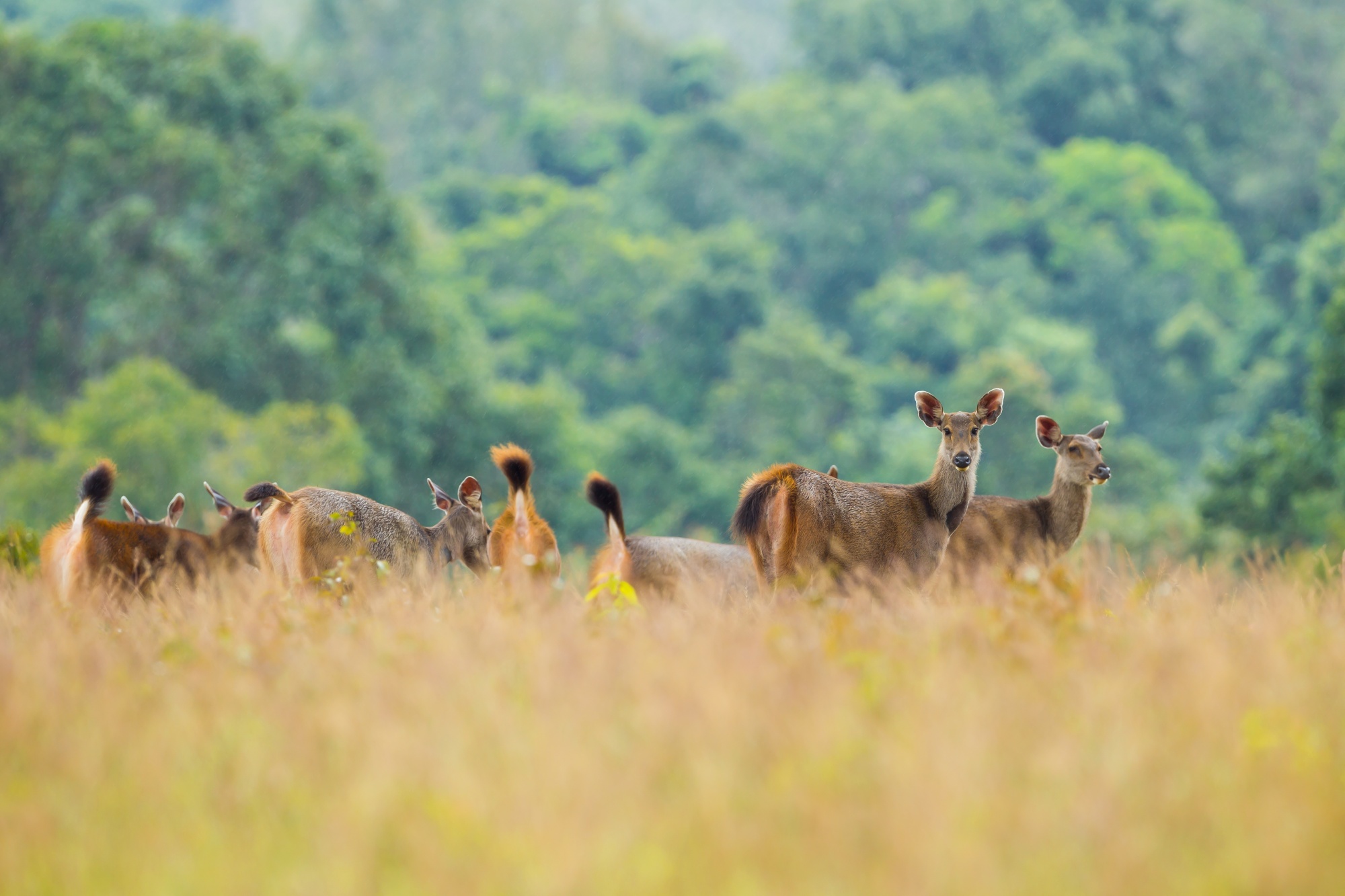 Plenty,Of,Wild,Deers,In,Khao,Yai,National,Park,,Thailand