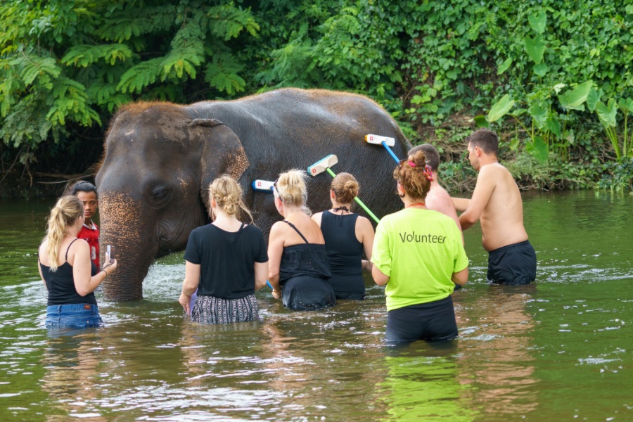 Washing elephants