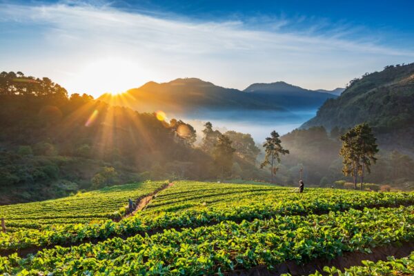 1 Day Jungle Trekking Chiang Mai