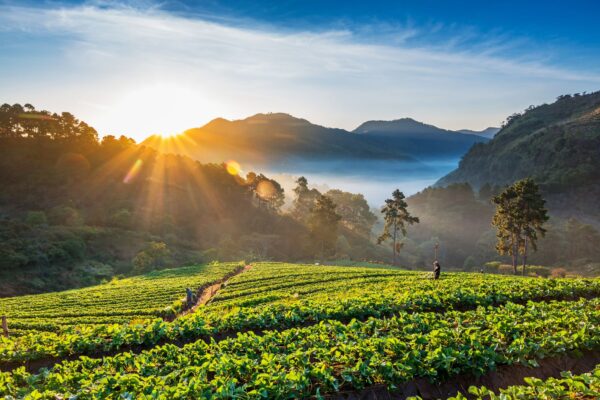 1 Day Jungle Trekking Chiang Mai