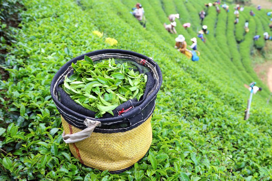thailand chiang rai tea plantation