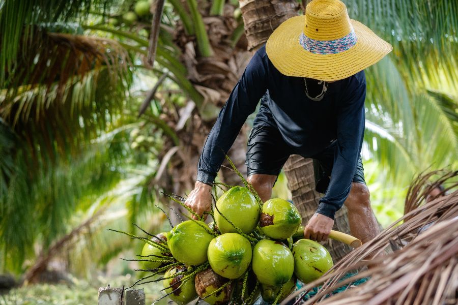 thailand coconut farm