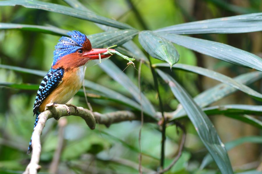 thailand khao yai national park