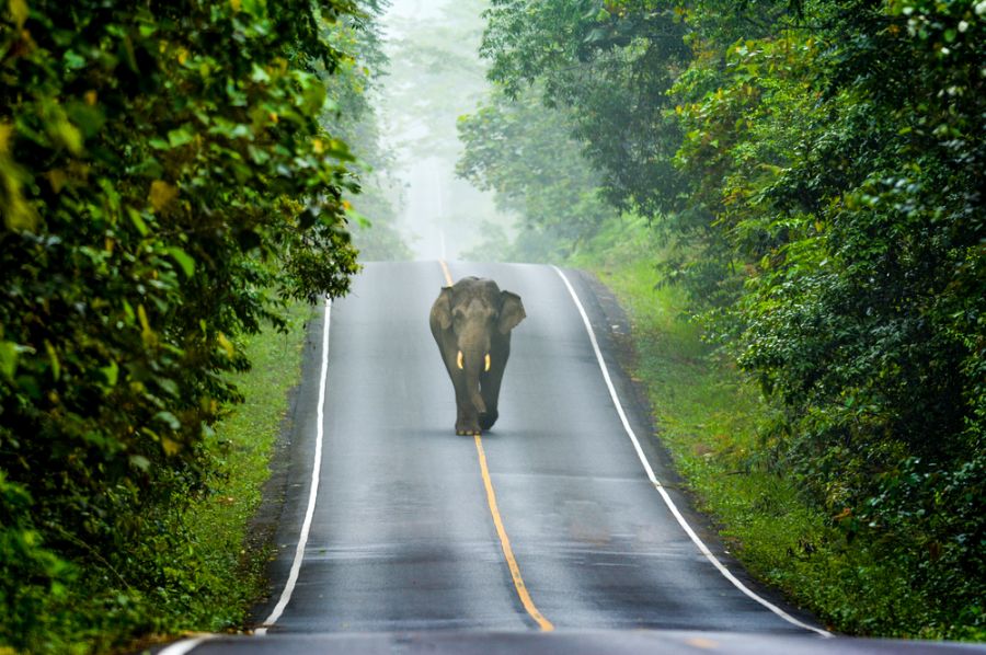 thailand khao yai national park