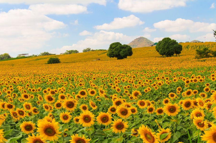 thailand khao yai national park