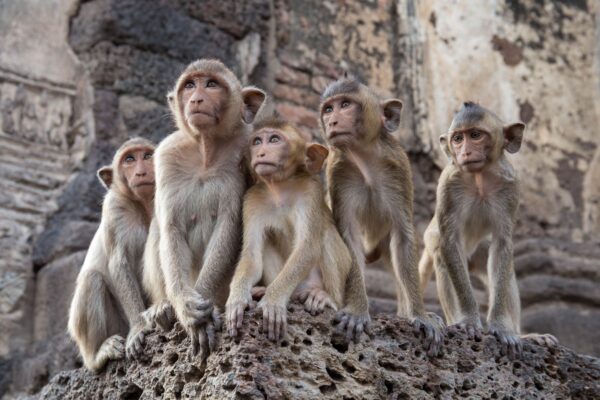 Ayutthaya & Lopburi Monkey Temple