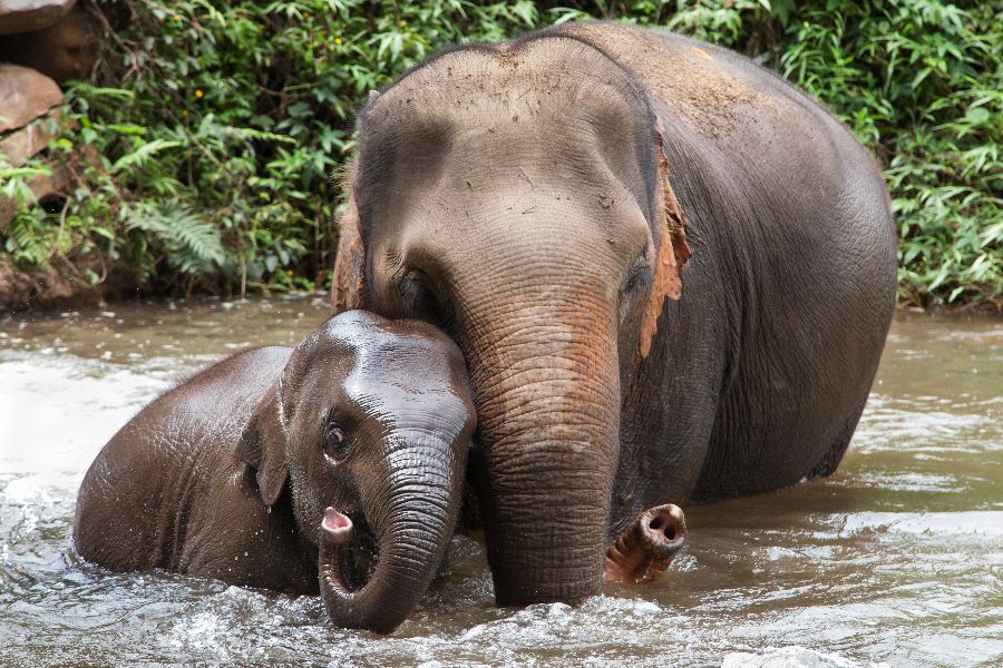 thailand north thailand chiang mai elephants river
