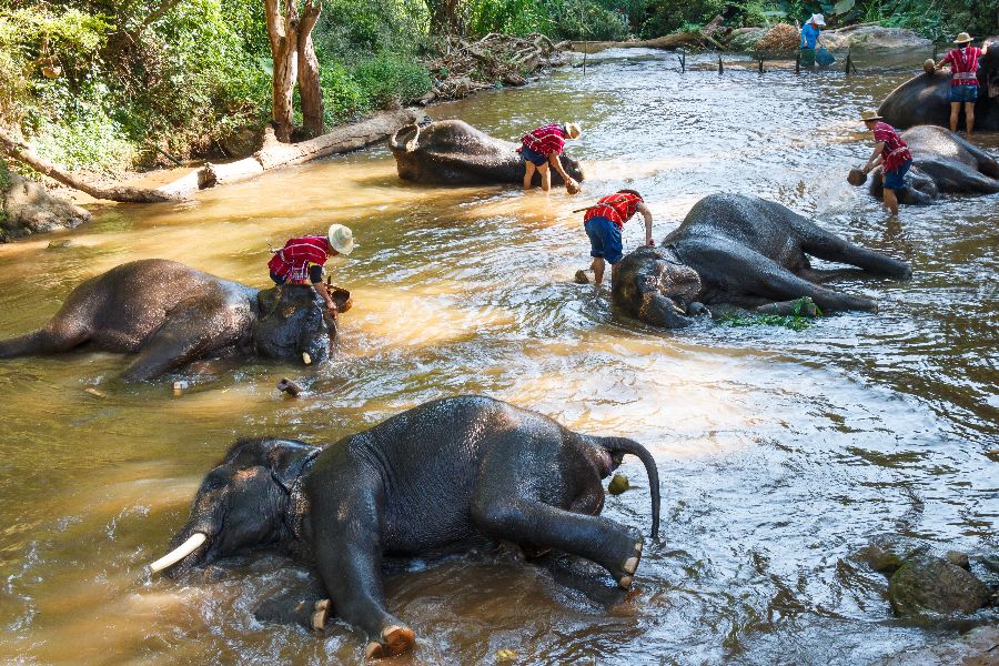 thailand north thailand chiang mai elephants river