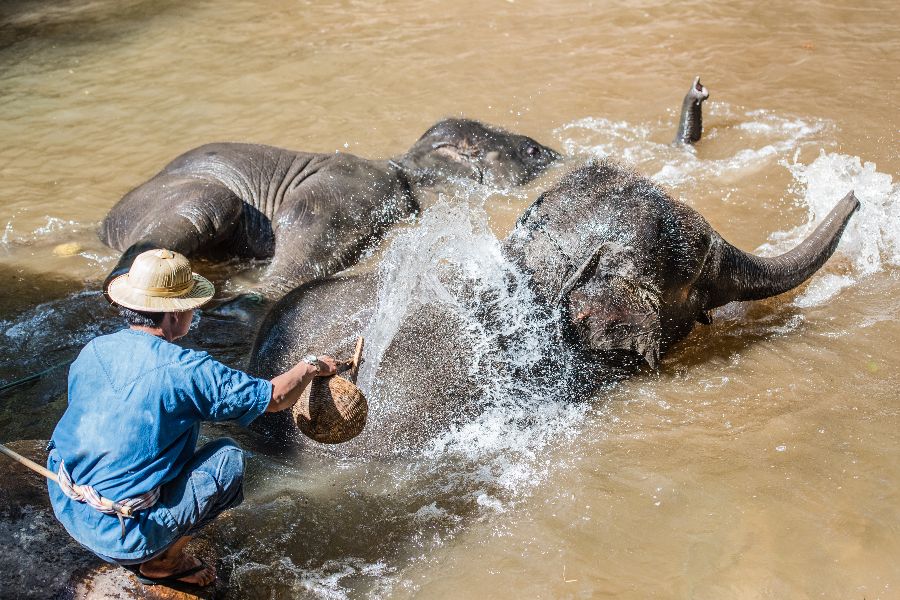 thailand north thailand chiang mai elephants river