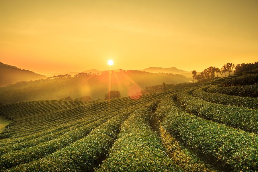 thailand north thailand chiang rai tea plantation sunrise