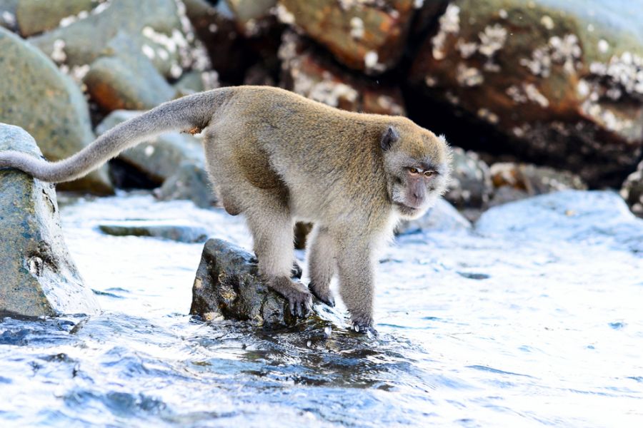 thailand koh phi phi monkey beach