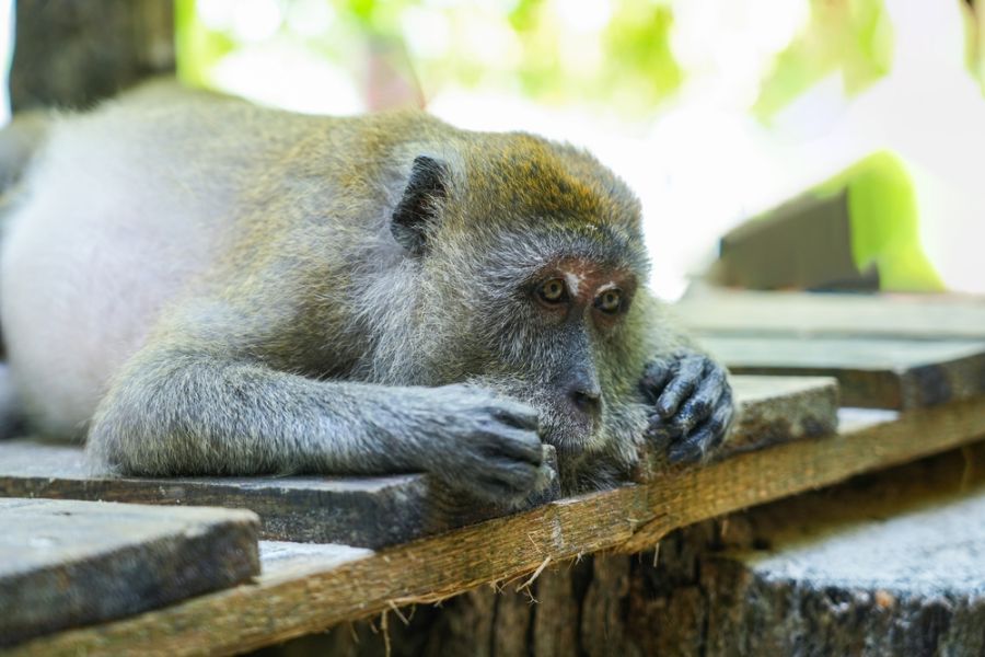 thailand koh phi phi monkey beach