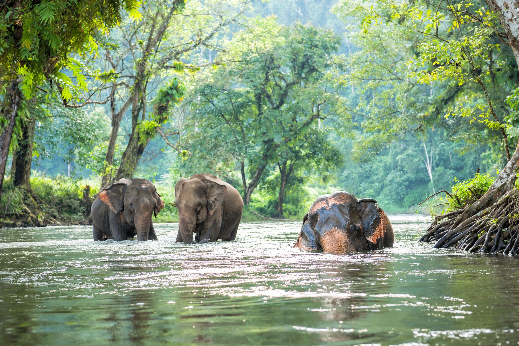 2-Day Trekking, Elephants & Rafting in Chiang Mai